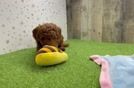 Happy Mini Goldendoodle Baby