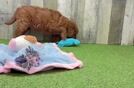 Best Mini Goldendoodle Baby