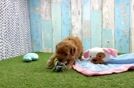 Best Cavapoo Baby