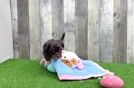 Meet Serena - our Cavapoo Puppy Video