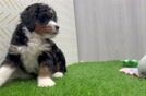 Cute Mini Bernedoodle Baby