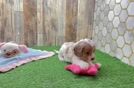 Cavapoo Pup Being Cute