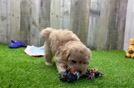 Maltipoo Pup Being Cute