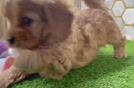 Petite Cavapoo Poodle Mix Pup