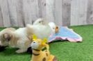 Meet Enrique - our Havanese Puppy Video