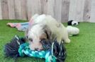 Cute Cavapoo Baby
