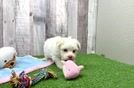 Havanese Puppy for Adoption