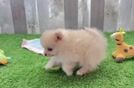 Pomeranian Puppy for Adoption