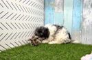 Meet Odelia - our Havapoo Puppy Video
