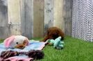 Meet Adobe - our Poodle Puppy Video