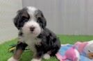 Happy Mini Bernedoodle Baby