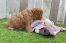 Hypoallergenic Cavadoodle Poodle Mix Puppy