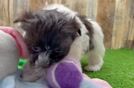 Small Havanese Baby