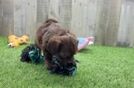 Meet Sammy - our Shih Poo Puppy Video