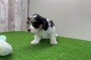 Energetic Cavalier Bichon Designer Puppy