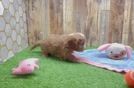 Small Cavapoo Baby