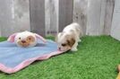 Akc Registered Cavalier King Charles Spaniel Purebred Pup