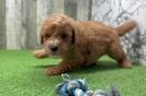 Meet Corey - our Mini Goldendoodle Puppy Video