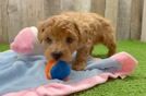 Smart Poochon Poodle Mix Pup