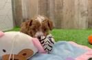 Smart Cavapoo Poodle Mix Pup