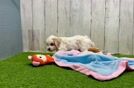 Little Malt Oodle Poodle Mix Puppy