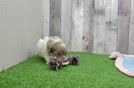 Energetic Havadoodle Poodle Mix Puppy