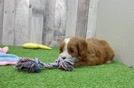Meet Pinot - our Cavapoo Puppy Video
