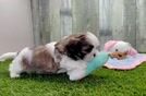 Shih Tzu Pup Being Cute