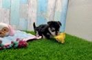Morkie Puppy for Adoption
