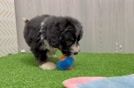 Best Mini Bernedoodle Baby