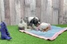 Cocker Spaniel Puppy for Adoption