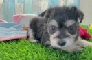 Hypoallergenic Morkshire Terrier Designer Puppy