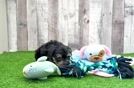 Mini Schnoodle Pup Being Cute