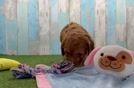 Meet Vince - our Cavapoo Puppy Video