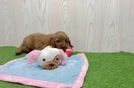 Meet Lemon - our Mini Goldendoodle Puppy Video