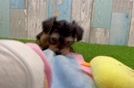 Yorkie Poo Puppy for Adoption