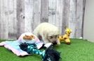 Fluffy Poochon Poodle Mix Pup