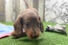 Cute Dachshund Baby