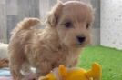 Maltipoo Puppy for Adoption