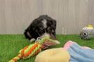 Energetic Bernese Doodle Poodle Mix Puppy