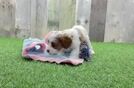 Best Cavapoo Baby