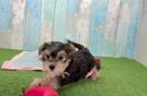 Yorkie Poo Puppy for Adoption