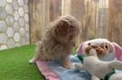 Maltipoo Puppy for Adoption