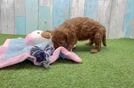 Playful Cavapoodle Poodle Mix Puppy