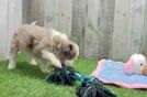 Meet Griffy - our Mini Aussiedoodle Puppy Video