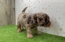 Meet Yeezy - our Cavapoo Puppy Video
