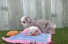 Meet Weasley - our Aussiechon Puppy Video