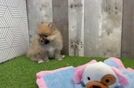 Pomeranian Pup Being Cute