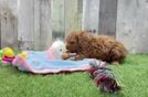 Cavapoo Puppy for Adoption
