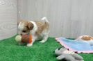 Adorable Shih Poo Poodle Mix Puppy